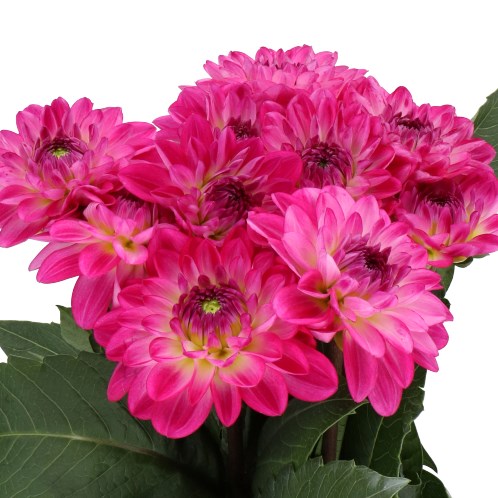 DAHLIA PASIONATA