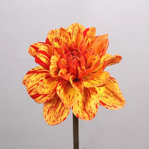 DAHLIA PASOLINE