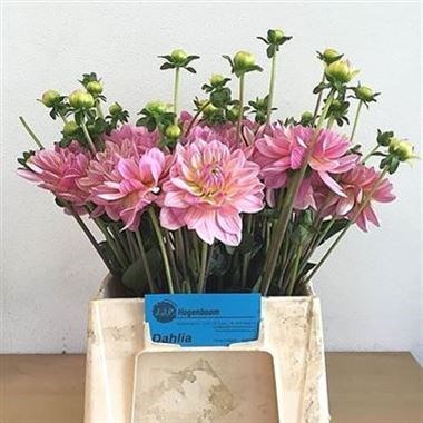 DAHLIA PINK MAGIC
