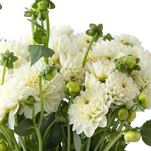 DAHLIA POLAR ICE