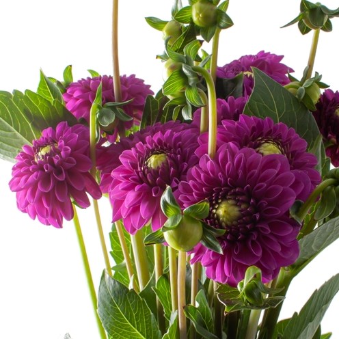 DAHLIA PURPLE FOX 50cm | Wholesale Dutch Flowers & Florist