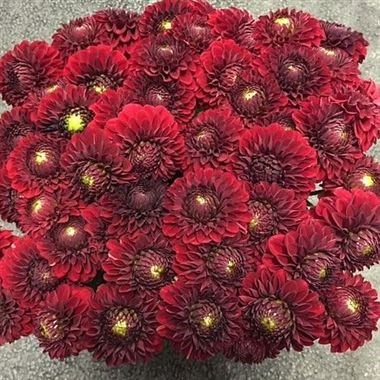 DAHLIA RED FOX