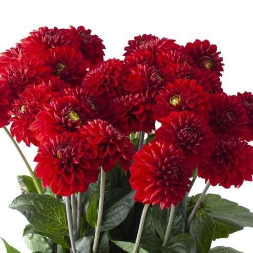 DAHLIA RED FOX