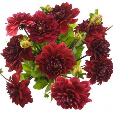 DAHLIA RED RUNNER