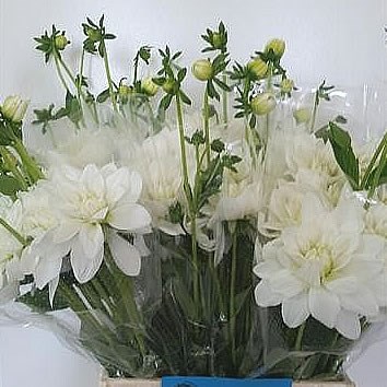 DAHLIA SIBERIA