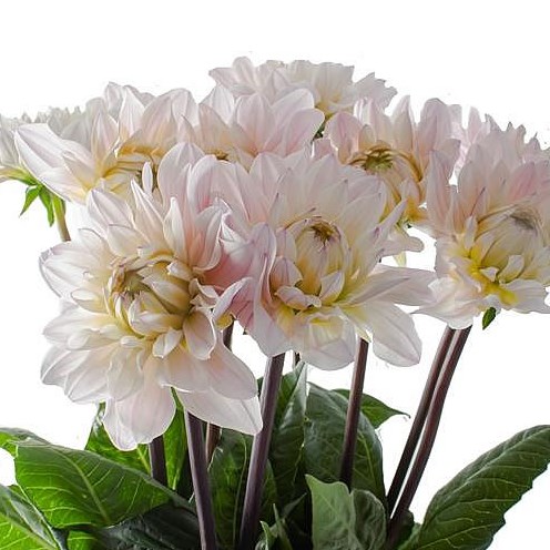DAHLIA SILVER YEARS