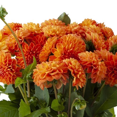 DAHLIA SOUVENIR D'ETE