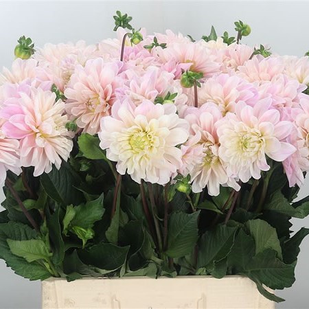 DAHLIA SWEET NATHALIE