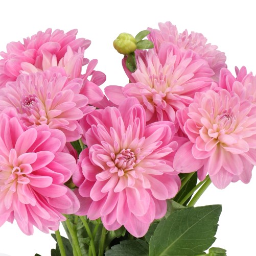 DAHLIA VERA LOUISE