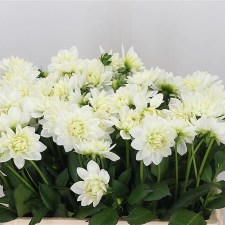 DAHLIA WHITE BALLET