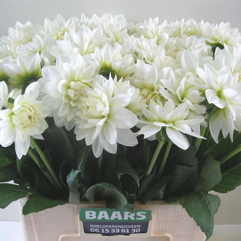 DAHLIA WHITE BALLET