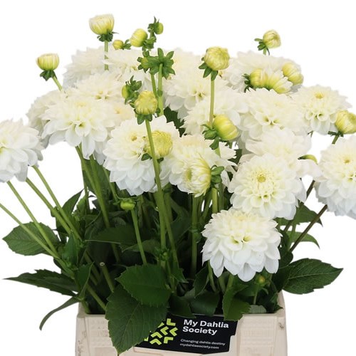 DAHLIA WHITE LOVE