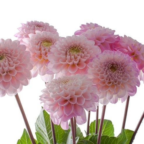 DAHLIA WIZARD OF OZ