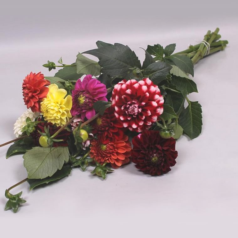 Dahlia Mix (Colours may vary to image)
