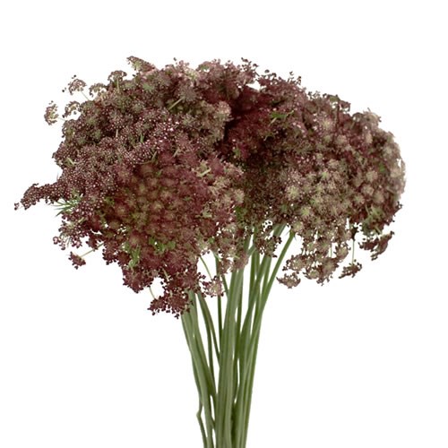 DAUCUS CAROTA DARA