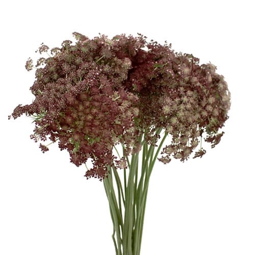 DAUCUS CAROTA DARA