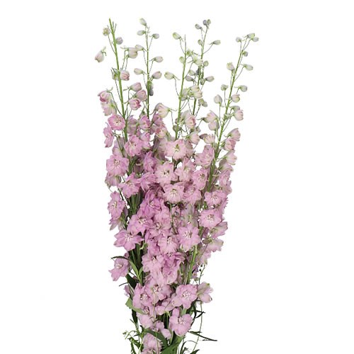 DELPHINIUM DEWI HERCULES