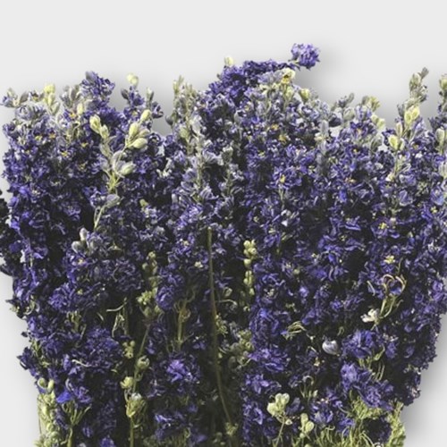 DELPHINIUM AJA. DARK BLUE (dried)