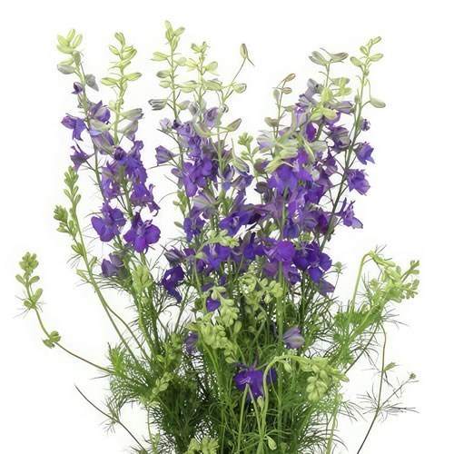 DELPHINIUM AJA. LARKSPUR VIOLET LILAC