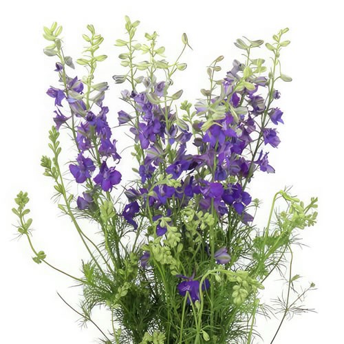 DELPHINIUM AJA. LARKSPUR VIOLET LILAC