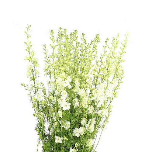 DELPHINIUM LARKSPUR AJA. WHITE