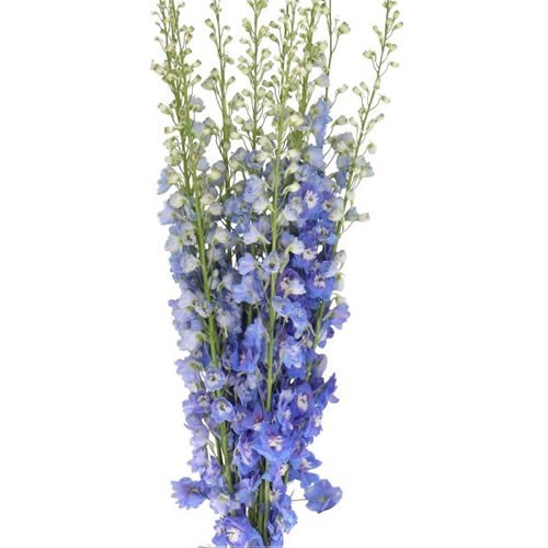 DELPHINIUM AURORA LIGHT BLUE