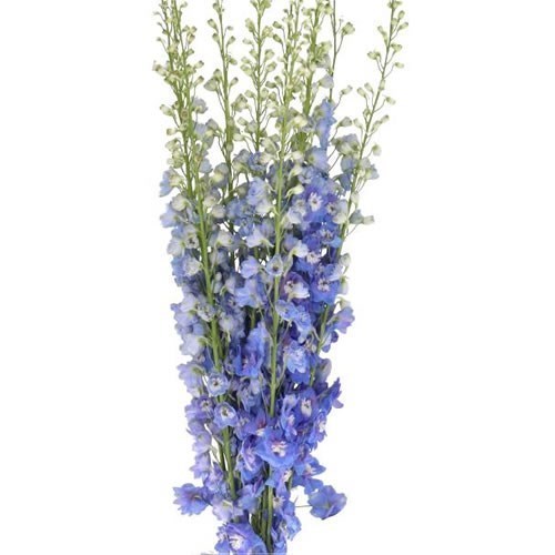 DELPHINIUM AURORA LIGHT BLUE