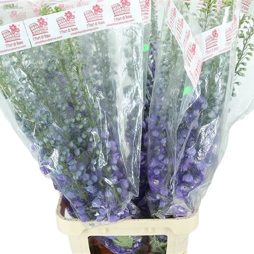 DELPHINIUM AURORA LIGHT PURPLE