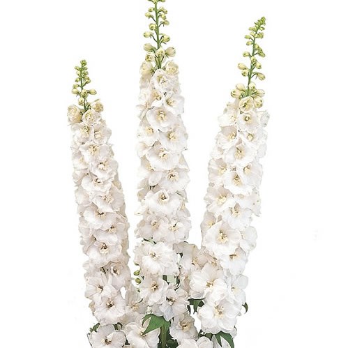 DELPHINIUM AURORA WHITE