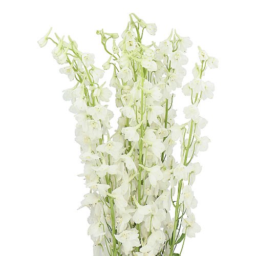 DELPHINIUM BELLA ANDES WHITE