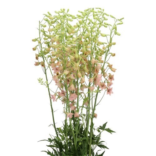 DELPHINIUM BELLADONNA PINK SENSATION