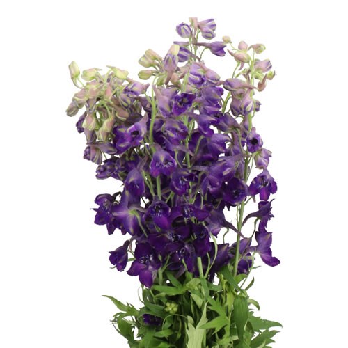 DELPHINIUM BELLADONNA PURPLE