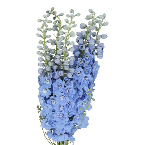 DELPHINIUM BLUE INDULGENCE