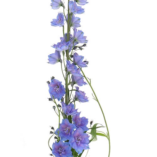 DELPHINIUM BLUE POWER