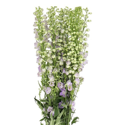 DELPHINIUM CANDLE LAVENDER SHADES