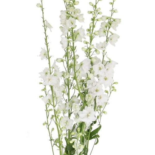 DELPHINIUM CANDLE WHITE SHADES