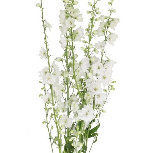 DELPHINIUM CANDLE WHITE SHADES