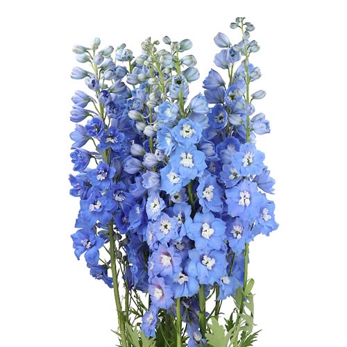 DELPHINIUM CENTURION SKYBLUE