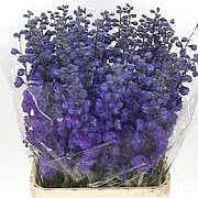 DELPHINIUM CHRISTEL