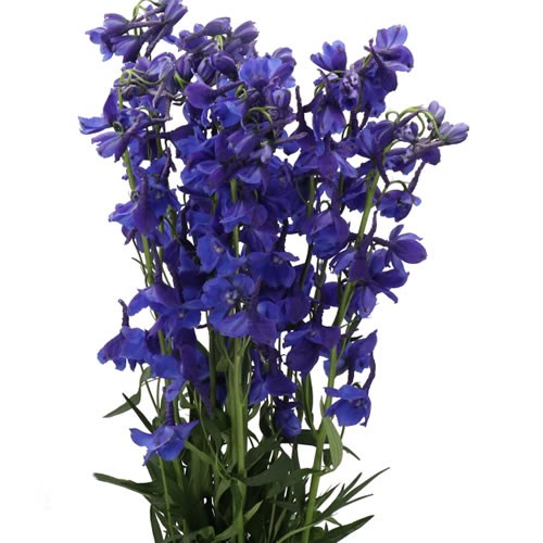 DELPHINIUM DELDONNA BLUE