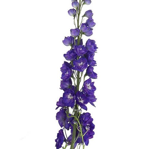 DELPHINIUM DELPHIS EMERALD