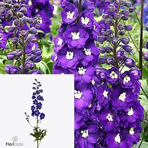 DELPHINIUM DELPHI'S EMERALD