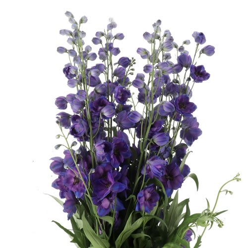 DELPHINIUM DELPHIS OHIO