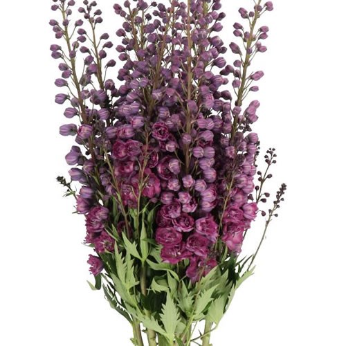 DELPHINIUM DELPHIS PINK POWER