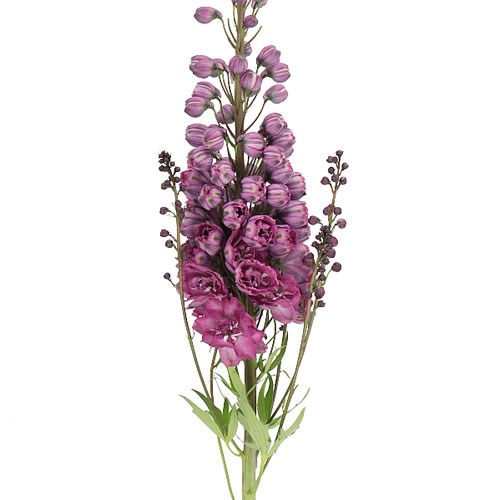 DELPHINIUM DELPHIS PINK POWER