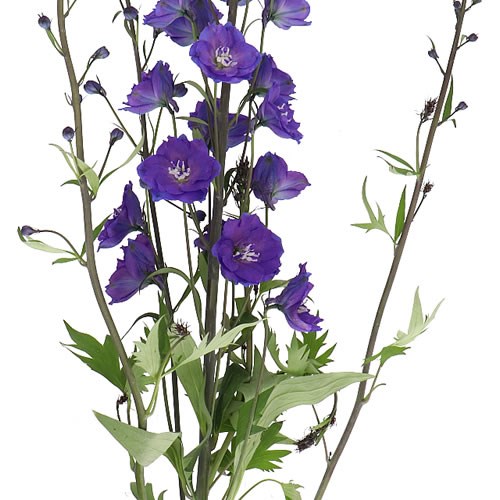 DELPHINIUM DELPHIS POWER