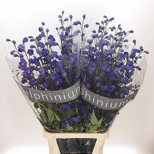 DELPHINIUM DELPHI'S POWER