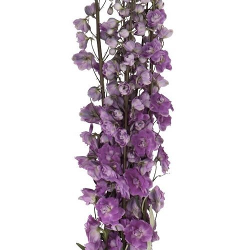 DELPHINIUM DEV MOJO MAGENTA