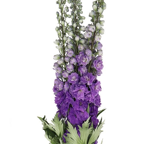 DELPHINIUM DEV PURPLE HEART