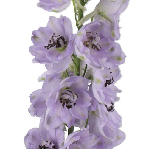 DELPHINIUM DEWI BLACK PEARL